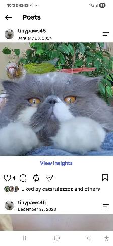 MUNCHKIN kitten for sale - Photo 5