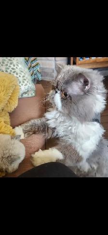 MUNCHKIN kitten for sale - Photo 6