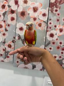 Baby HIghred Pineapple Conure