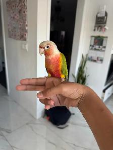 Baby HIghred Pineapple Conure - Photo 2