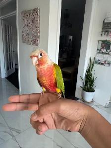 Baby HIghred Pineapple Conure - Photo 3