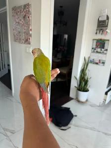 Baby HIghred Pineapple Conure - Photo 4