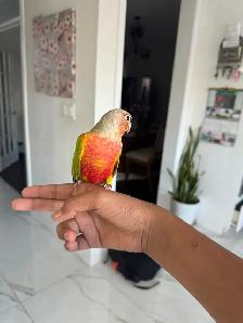 Baby HIghred Pineapple Conure - Photo 5
