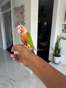 Baby HIghred Pineapple Conure - Photo 6