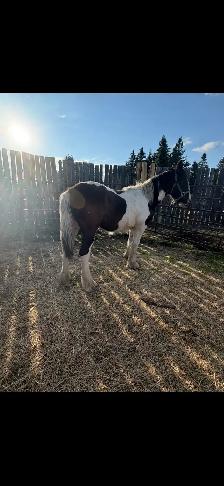 Gypsy Vanner Filly