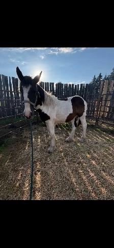 Gypsy Vanner Filly - Photo 2