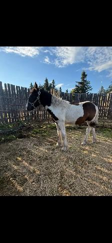 Gypsy Vanner Filly - Photo 3