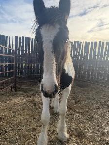 Gypsy Vanner Filly - Photo 4