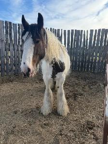 Gypsy Vanner Filly - Photo 5