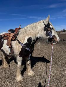 Gypsy Vanner Filly - Photo 6