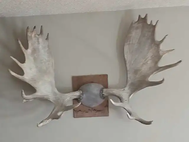 Moose antlers.