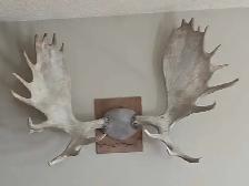 Moose antlers.