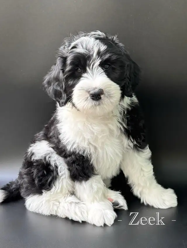 Sheepadoodles & Bernedoodles Health Tested