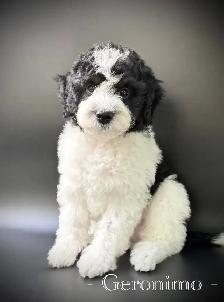 Sheepadoodles & Bernedoodles Health Tested - Photo 2
