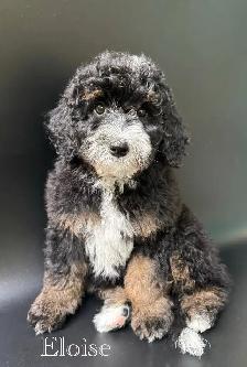 Sheepadoodles & Bernedoodles Health Tested - Photo 3