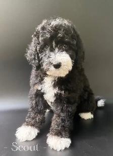 Sheepadoodles & Bernedoodles Health Tested - Photo 4