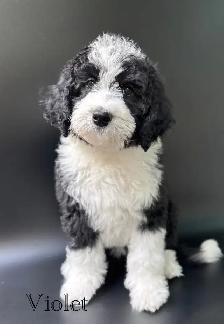 Sheepadoodles & Bernedoodles Health Tested - Photo 5