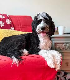 Sheepadoodles & Bernedoodles Health Tested - Photo 6
