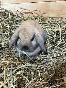 Holland Lop Bunnies