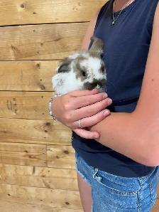 Holland Lop Bunnies - Photo 2