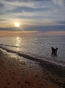 Dog walking/Pet Sitting Services