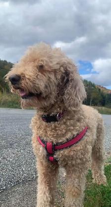 Dog walking/Pet Sitting Services - Photo 2