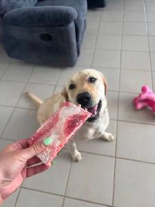 Dog walking/Pet Sitting Services - Photo 3