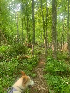 Dog walking/Pet Sitting Services - Photo 4