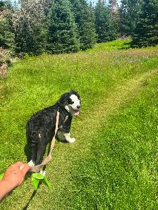 Dog walking/Pet Sitting Services - Photo 6