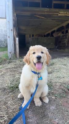 Dog walking/Pet Sitting Services - Photo 7