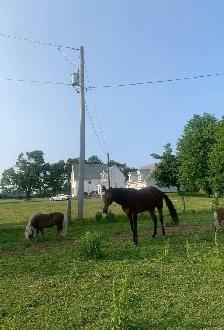 Dog walking/Pet Sitting Services - Photo 8