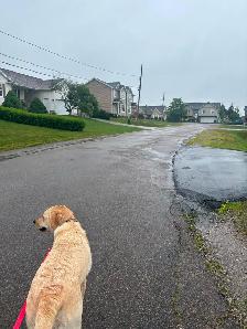 Dog walking/Pet Sitting Services - Photo 9