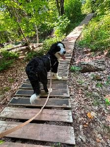 Dog walking/Pet Sitting Services - Photo 10