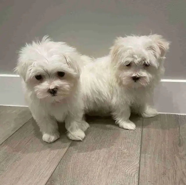 Adorable Maltese puppies