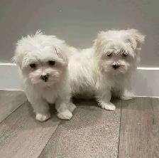 Adorable Maltese puppies