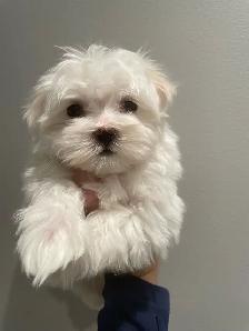 Adorable Maltese puppies - Photo 2