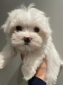 Adorable Maltese puppies - Photo 3