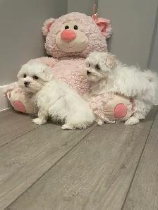 Adorable Maltese puppies - Photo 4