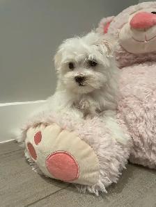 Adorable Maltese puppies - Photo 5
