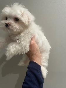 Adorable Maltese puppies - Photo 6