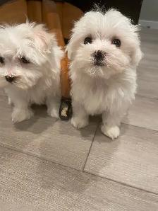 Adorable Maltese puppies - Photo 7
