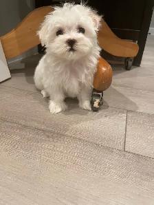 Adorable Maltese puppies - Photo 8
