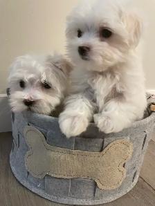 Adorable Maltese puppies - Photo 9