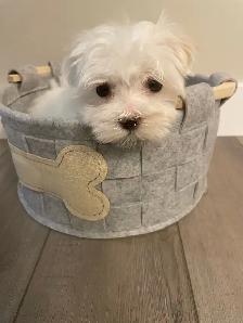 Adorable Maltese puppies - Photo 10