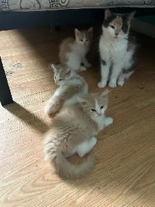 Long haired kittens