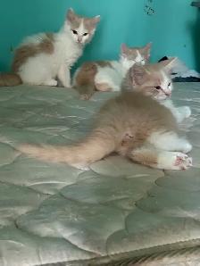 Long haired kittens - Photo 2