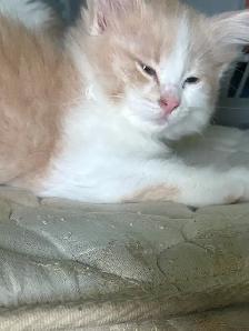 Long haired kittens - Photo 3