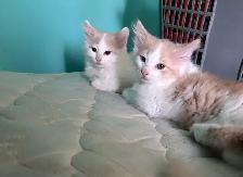 Long haired kittens - Photo 4