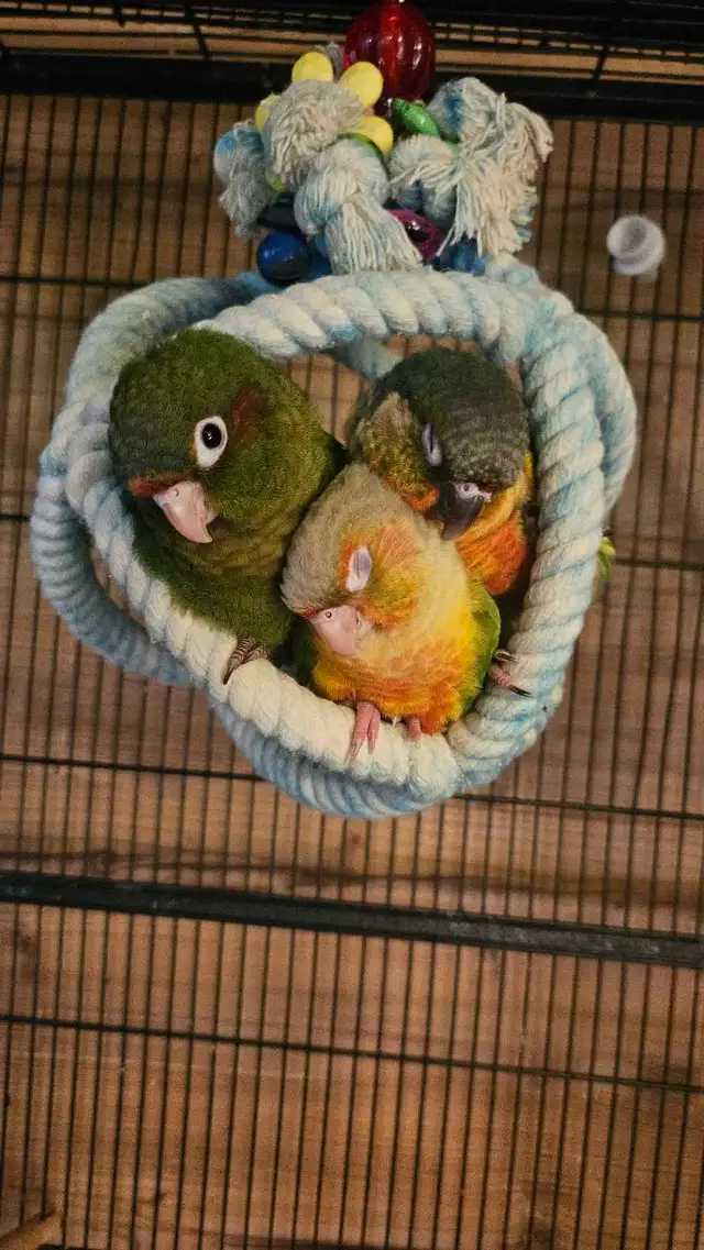 PENDING SALE Female Rose Crown Conure Baby