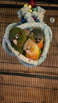 PENDING SALE Female Rose Crown Conure Baby